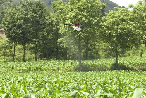洋气啦 盘州这个村用小飞机喷洒农药